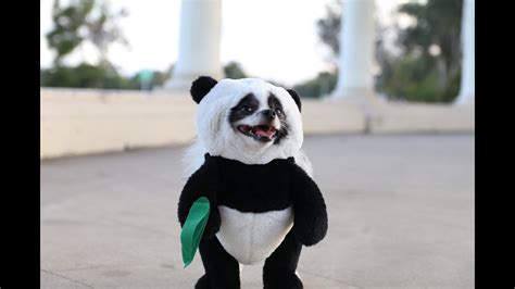 dog in a panda costume|shark tank panda dog outfit.